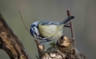 Oiseaux Mésange bleue