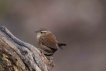 Oiseaux Troglodyte mignon