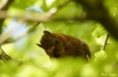 Mammifères Ecureuil roux (Sciurus vulgaris)