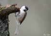 Oiseaux Mésange nonnette (Poecile palustris)