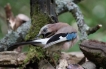 Oiseaux Geai des chênes