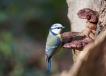 Oiseaux Mésange bleue