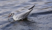 Oiseaux Mouette rieuse