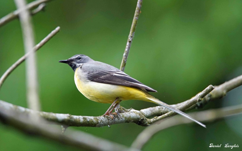 DSC00024.jpg Bergeronnette des ruisseaux (Motacilla cinerea)