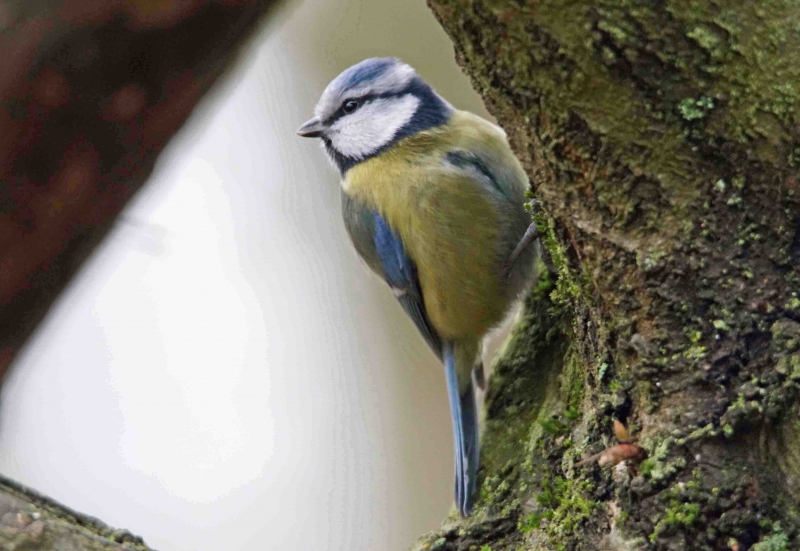 Photo Oiseaux Mésange bleue (Cyanistes caeruleus)