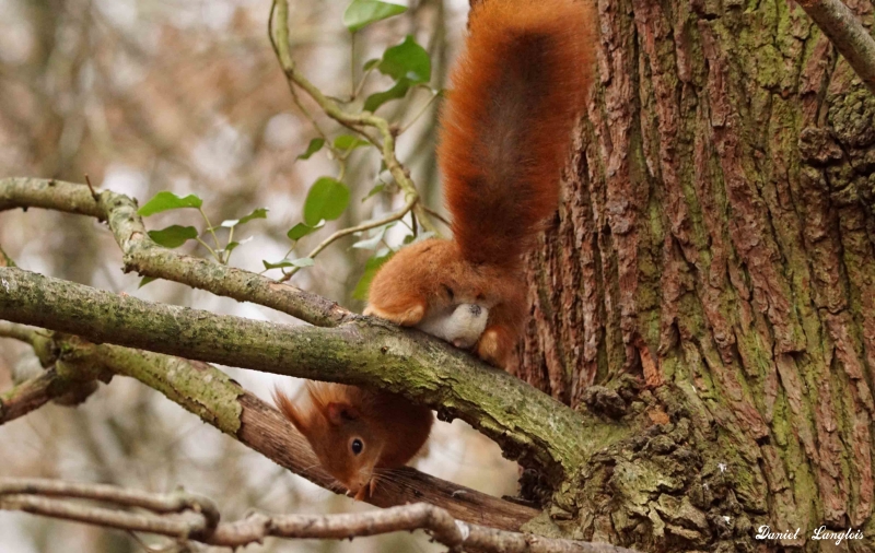 Photo Mammifères écureuil roux