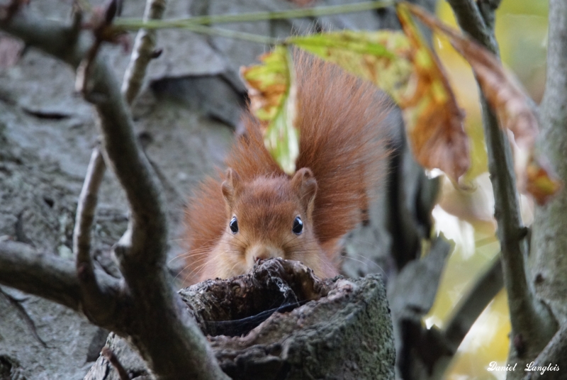 DSC00387.JPG Ecureuil roux (Sciurus vulgaris)