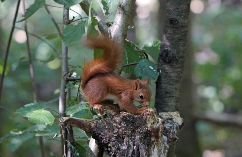 Photo Mammifères Ecureuil roux (Sciurus vulgaris)