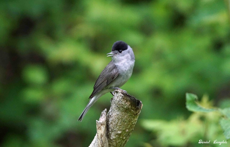 Photo Oiseaux Fauvette a tête noire