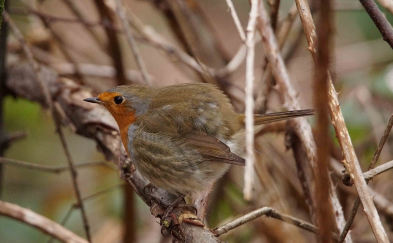 Photo Oiseaux Rouge gorge familier