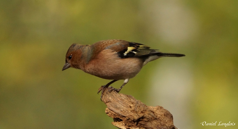 DSC01583.JPG Pinson des arbres (Fringilla coelebs)