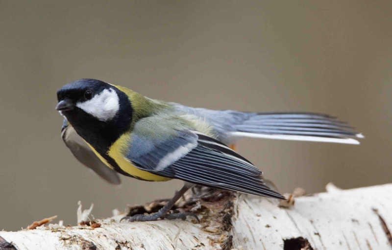 Photo Oiseaux Mésange charbonnière (Parus major)