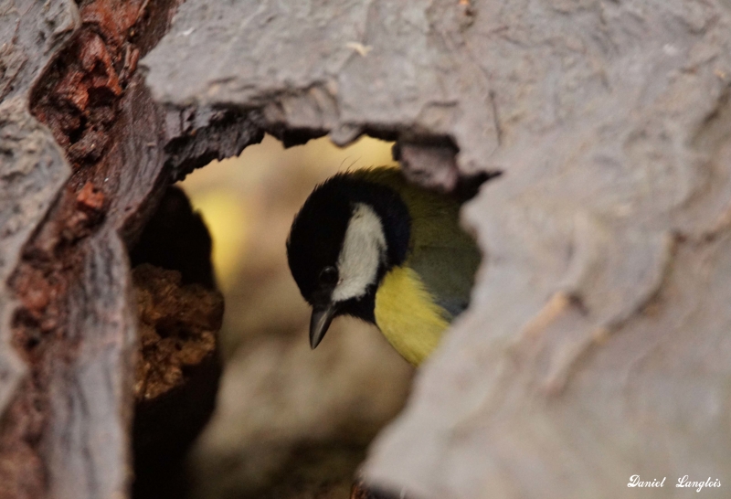 Photo Oiseaux Mésange charbonnière