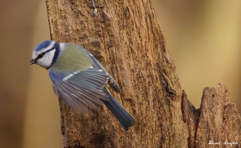 Photo Oiseaux Mésange bleue