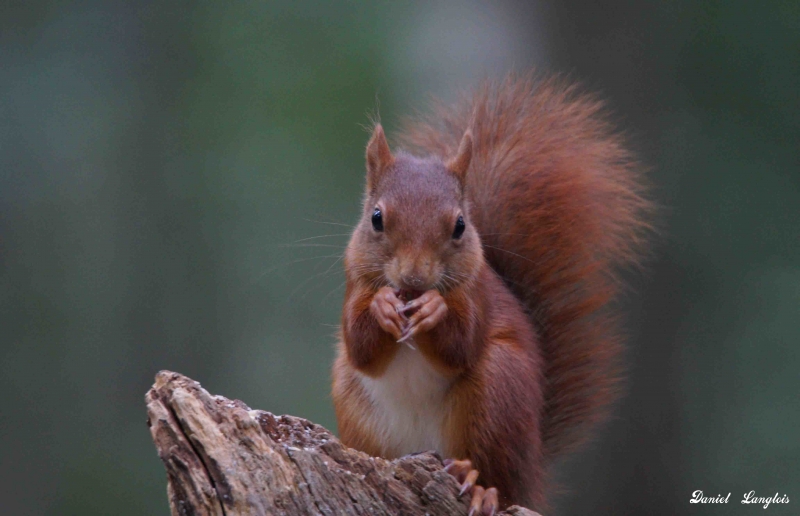 Photo Mammifères Ecureuil roux (Sciurus vulgaris)