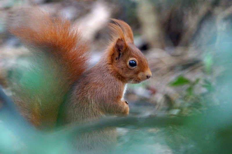 Photo Mammifères L’écureuil roux, Sciurus vulgaris