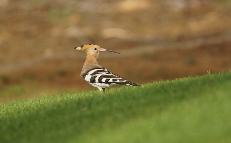 Photo Oiseaux Huppe fasciée