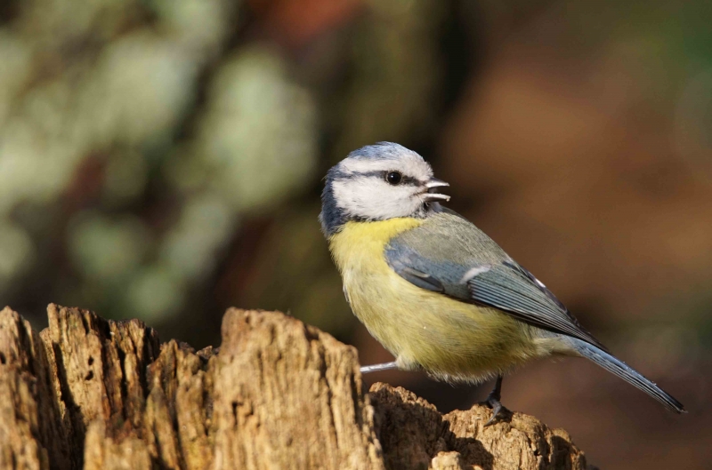 Photo Oiseaux Mésange bleue