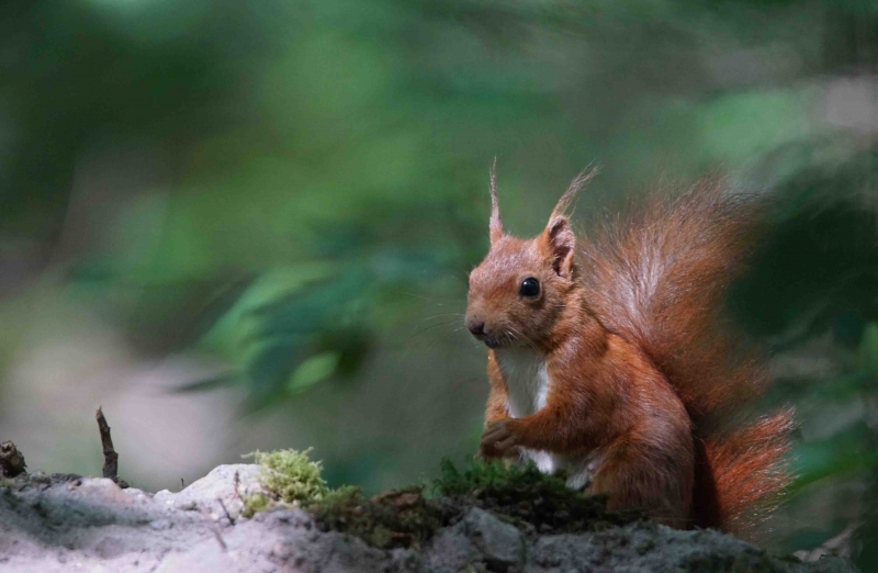 Photo Mammifères Ecureuil roux (Sciurus vulgaris)