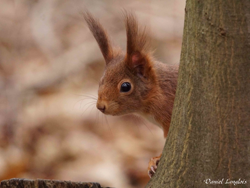 Photo Mammifères écureuil roux