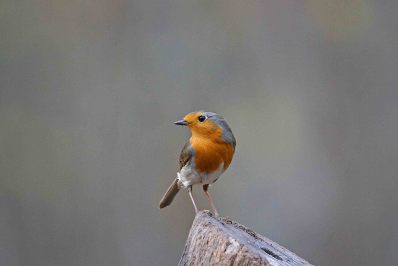 Photo Oiseaux Rouge gorge familier