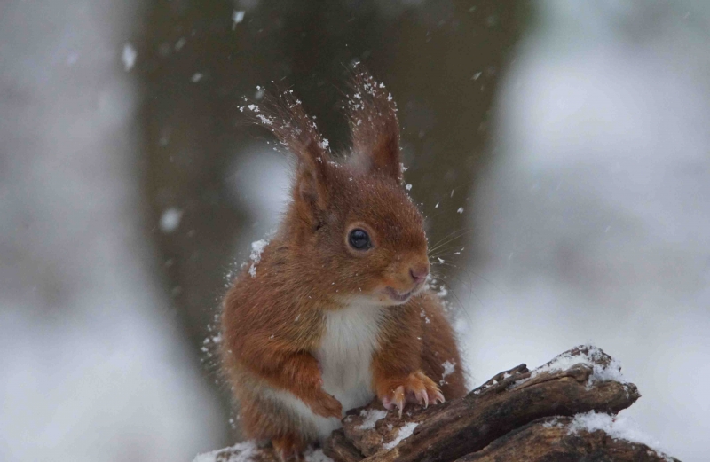 Photo Mammifères L’écureuil roux, Sciurus vulgaris