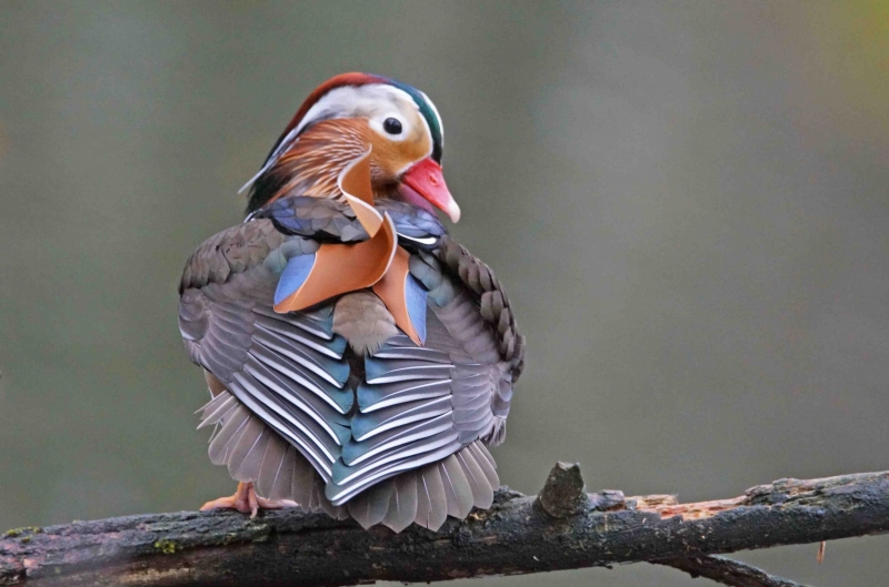 Photo Oiseaux Canard mandarin mâle