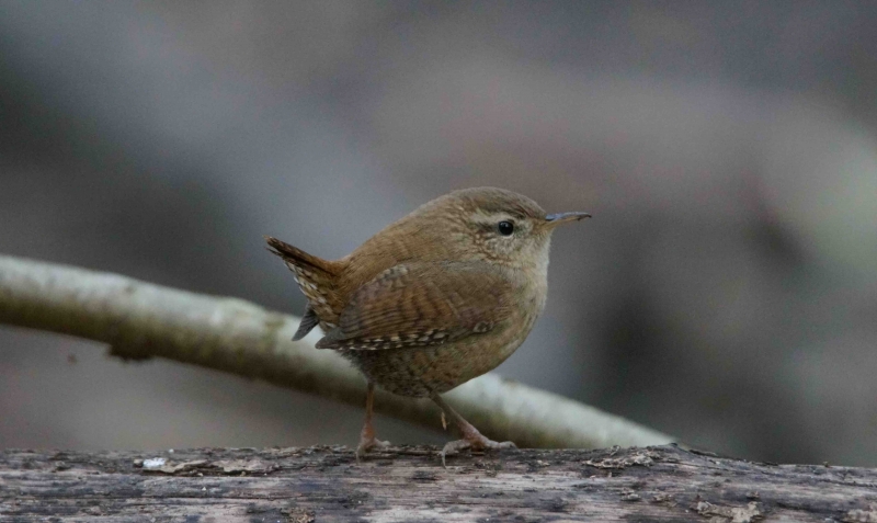 Photo Oiseaux Troglodyte mignon (Troglodytes troglodytes)