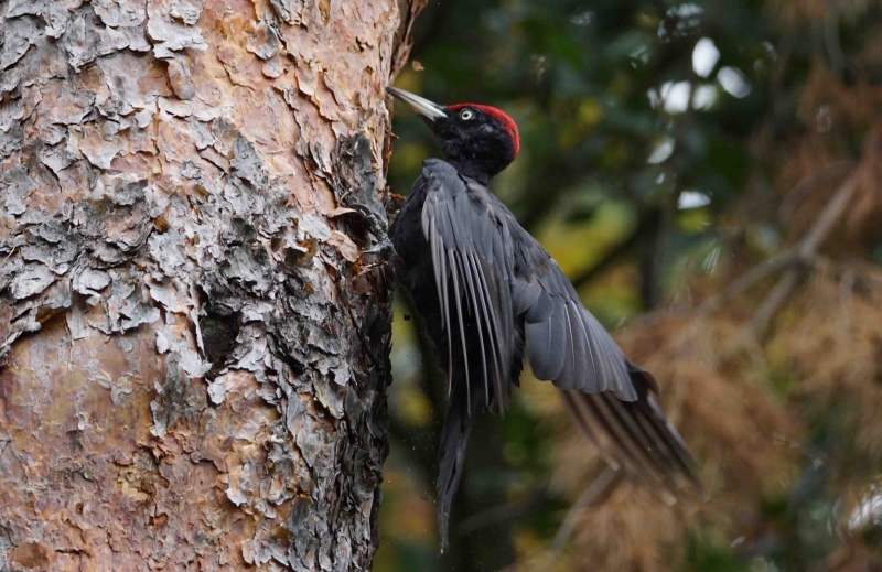 Photo Oiseaux Pic noir