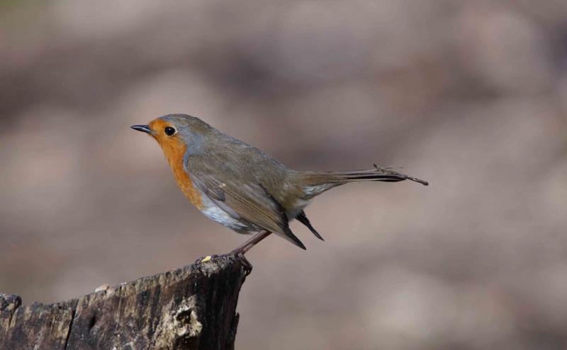 Photo Oiseaux Rouge gorge familier