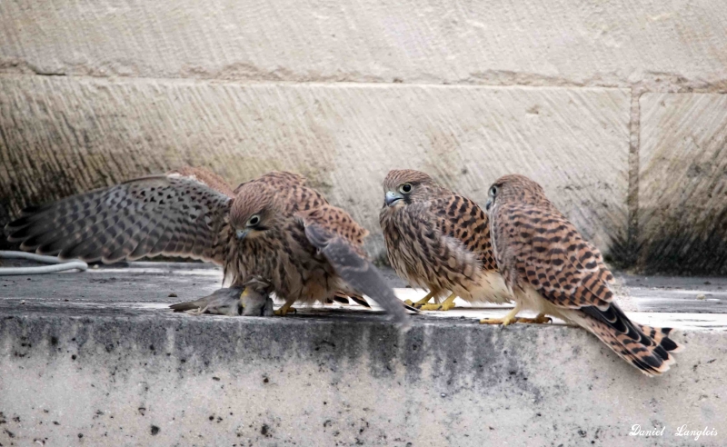 Photo Oiseaux Faucon crécerelle (Falco tinnunculus)