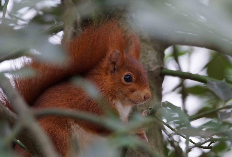 Photo Mammifères Ecureuil roux (Sciurus vulgaris)