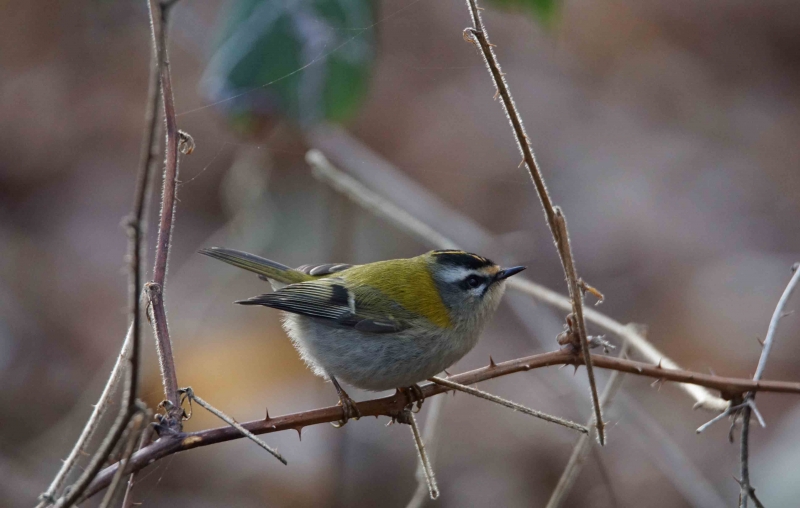 Photo Oiseaux Roitelet huppé (Regulus regulus)