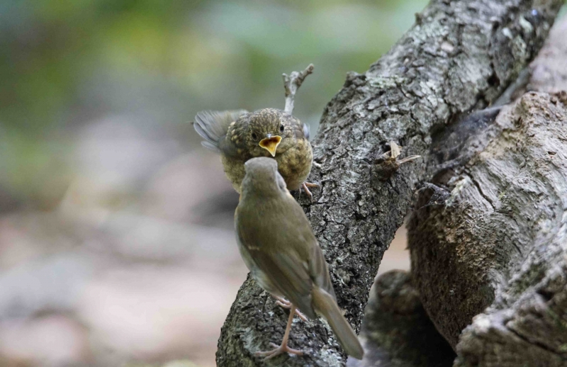 Photo Oiseaux rouge gorge juvénile