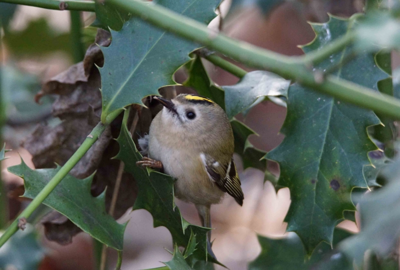 Photo Oiseaux Roitelet huppé (Regulus regulus)