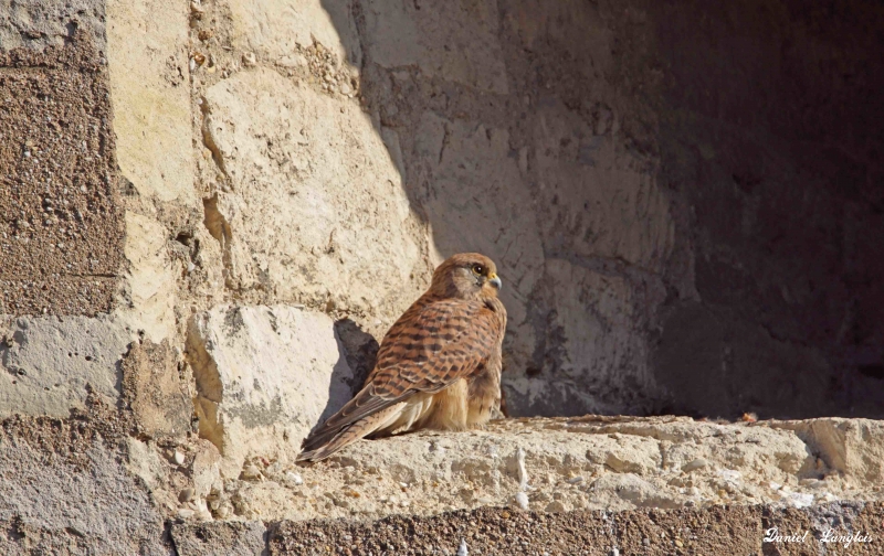 Photo Oiseaux Faucon crécerelle