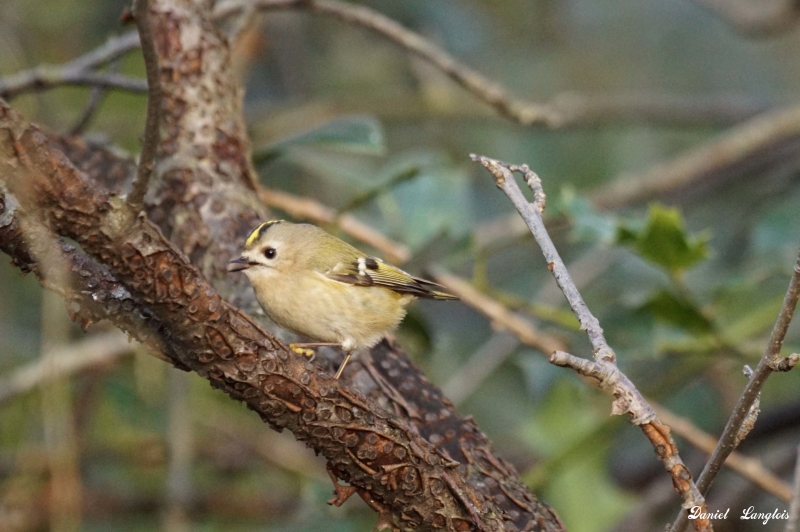 Photo Oiseaux Roitelet triple bandeau (Regulus ignicapilla)