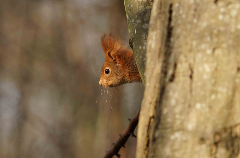 Photo Mammifères écureuil roux