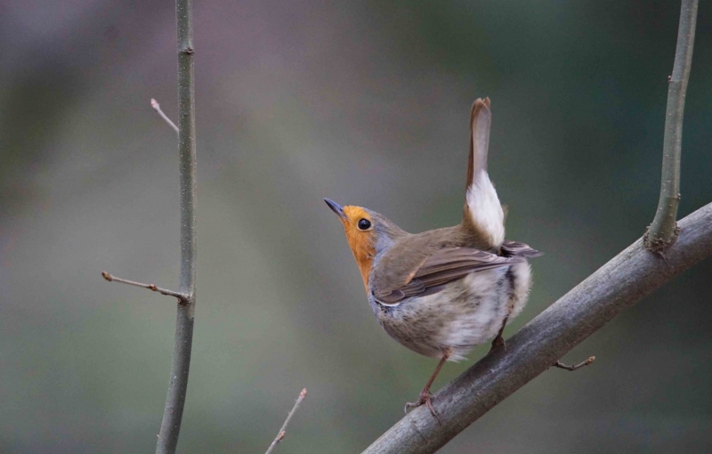 Photo Oiseaux Rouge gorge familier