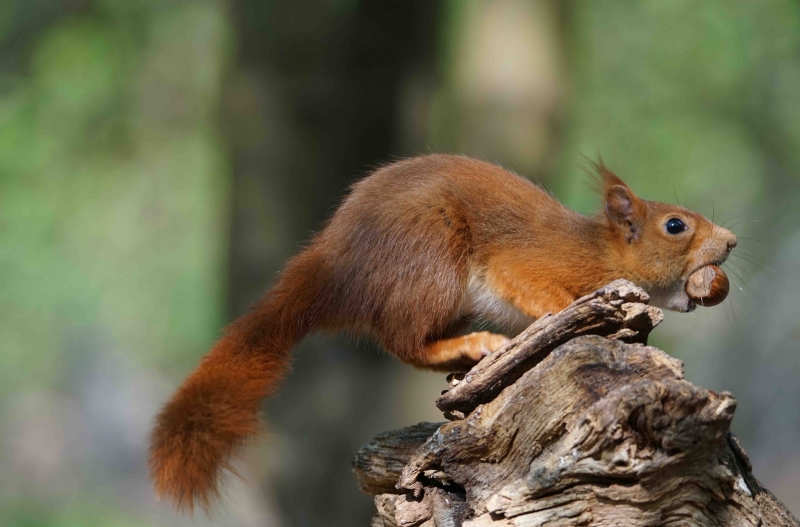 Photo Mammifères Ecureuil roux (Sciurus vulgaris)