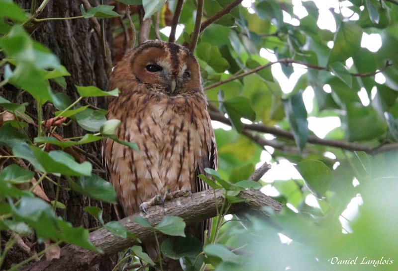 Photo Oiseaux Chouette hulotte (Strix aluco)