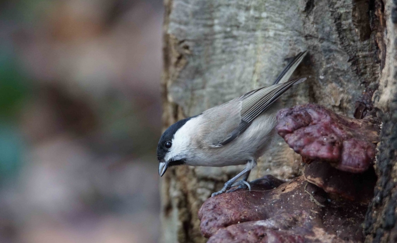 Photo Oiseaux Mésange nonnette