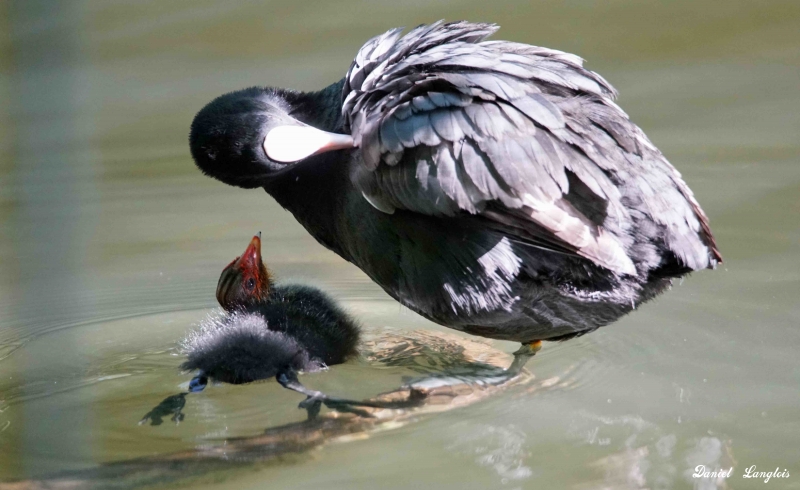 Photo Oiseaux Foulque macroule