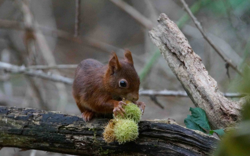 Photo Mammifères L’écureuil roux, Sciurus vulgaris