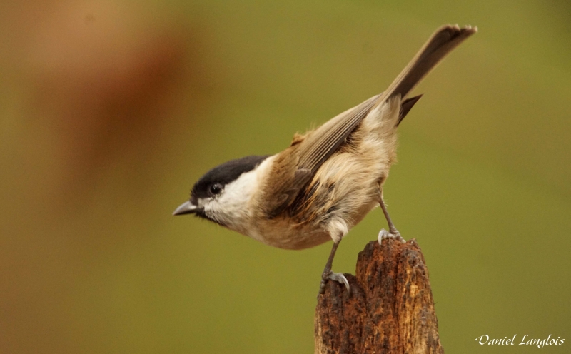 Photo Oiseaux Mésange nonnette