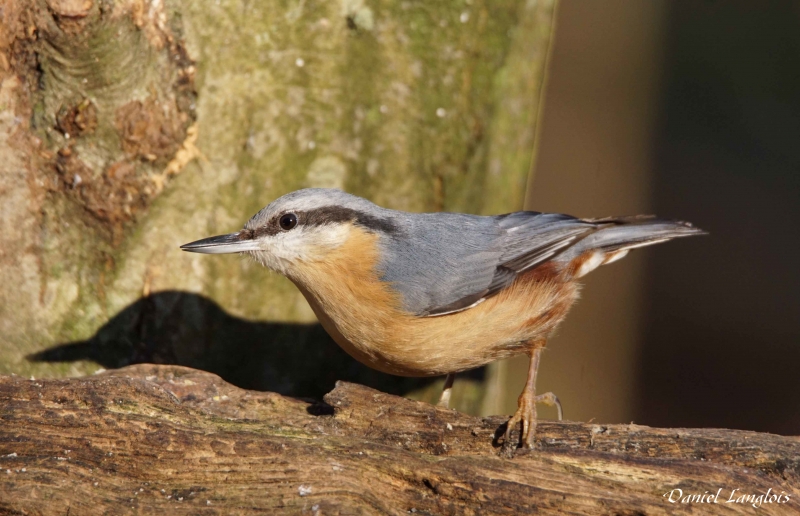 Photo Oiseaux Sitelle torchepot