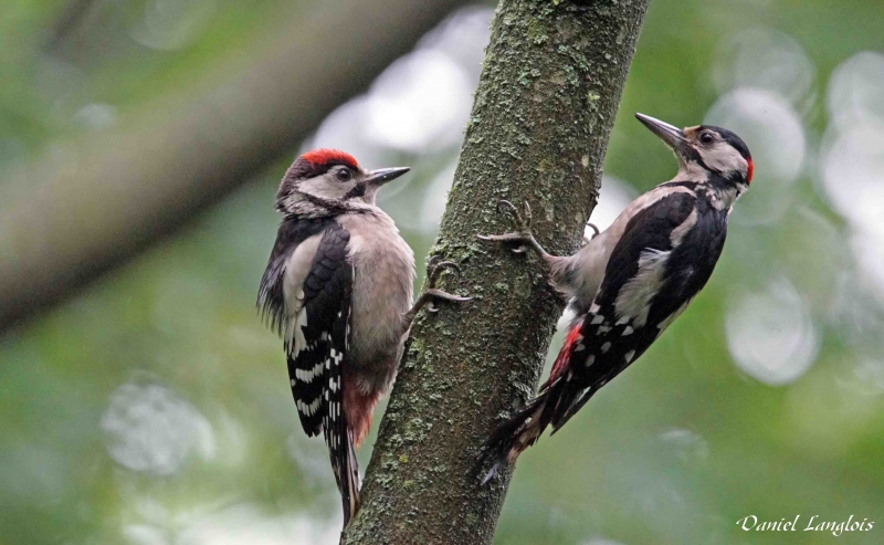 Photo Oiseaux Pic épeiche (Dendrocopos major)