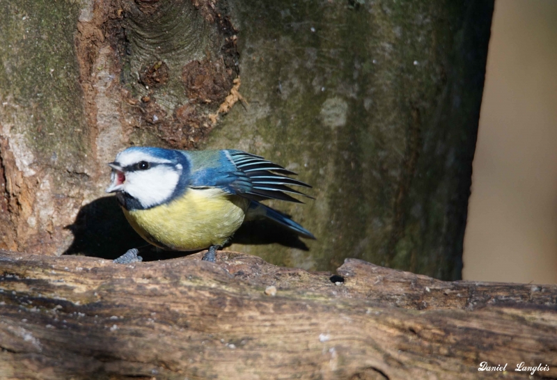 Photo Oiseaux Mésange bleue