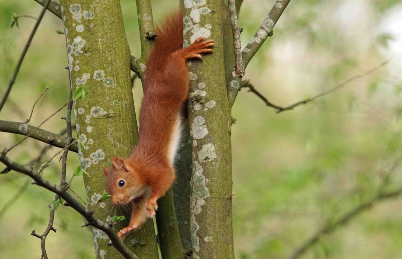 Photo Mammifères Ecureuil roux (Sciurus vulgaris)