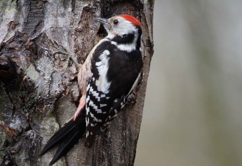 Photo Oiseaux Pic mar